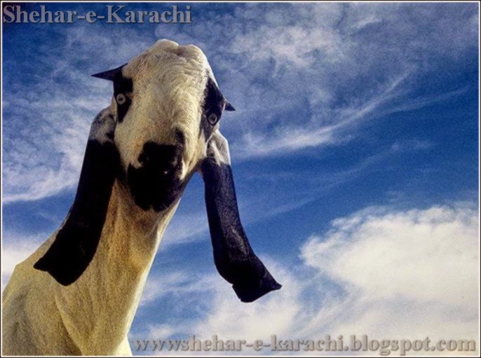 bakra Mandi, bakra Mandi 2015, bakra Mandi Pictures, bakra Mandi pics, bakra Mandi images, bakra Mandi photos, bakra Mandi videos, bakra Mandi karachi, bakra Mandi videos youtube, bakra Mandi youtube, bakra Mandi dailymotion, bakra Mandi videos dailymotion, bakra Mandi 2015, bakra Mandi 2015 videos, bakra Mandi karachi videos, bakra Mandi facebook, bakra Mandi facebook 2015, bakra Mandi address, bakra Mandi pakistan, bakra Mandi karachi Pakistan, bakra Mandi sohrab goth, bakra Mandi dailymotion 2015, bakra Mandi dailymotion 2015, bakra Mandi dailymotion 2016, bakra Mandi dailymotion 2017, bakra Mandi 2015, bakra Mandi 2016 bakra Mandi 2017, bakra Mandi 2018, bakra Mandi facebook 2015, bakra Mandi facebook 2016, bakra Mandi facebook 2017, bakra Mandi facebook 2018, bakra Mandi facebook 2019, bakra Mandi qurbani, bakra Mandi qurbani videos, bakra Mandi qurbani pictures, bakra Mandi qurbani 2015, bakra Mandi qurbani 2015, bakra Mandi qurbani 2016, bakra Mandi qurbani 2017, bakra Mandi qurbani facebook, bakra Mandi qurbani dailymotion, bakra Mandi qurbani youtube, Pan Mandi bakra qurbani, Karachi bakra Mandi qurbani 2015, Qurbani bakra Mandi, bakra Mandi wallpapers, bakra Mandiwith songs, bakra Mandi websites, bakra Mandi location, bakra Mandi contact, bakra Mandi catwalk, bakra Mandi 2015 prices, bakra Mandi rate list, bakra Mandi 2015 karachi, bakra Mandi karachi 2015, bakra Mandi pakistan 2015, bakra Mandi bakra eid, bakra Mandi bakra eid pakistan, bakra Mandi bakra eid 2015 Pakistan, bakra Mandi bakra eid 2015, bakra Mandi bakra eid 2015 karachi, Eid bakra Mandi 2015, Eid bakra Mandi 2015, Eid bakra Mandi 2016, Eid bakra Mandi 2017, bakra Mandi express, bakra Mandi rawalpindi 2015, bakra Mandi rawalpindi 2015, bakra Mandi rawalpindi 2016, bakra Mandi rawalpindi 2017, bakra Mandi rawalpindi rate, bakra Mandi rawalpindi Pictures, Today bakra Mandi, Top bakra Mandi, The bakra Mandi, bakra Mandi updates, bakra Mandi 2015 updates, bakra Mandi in karachi, bakra Mandi in pakistan, bakra Mandi india, bakra Mandi islamabad, bakra Mandi in karachi 2015, bakra Mandi in pakistan 2015, bakra Mandi in karachi video dailymotion, bakra Mandi in Pakistan video dailymotion, bakra Mandi on facebook, bakra Mandi online, bakra Mandi online 2015, bakra Mandi olx, bakra Mandi pics 2015, bakra Mandi pictures 2015, bakra Mandi pics karachi, bakra Mandi 2015, bakra Mandi at karachi, bakra Mandi at karachi 2015, bakra Mandi all pic, bakra Mandi all pic 2015, asia bakra Mandi, asia bakra Mandi 2015, afridi bakra Mandi 2015, afridi bakra Mandi, bakra Mandi sohrab goth 2015, bakra Mandi sohrab goth 2015, bakra Mandi sohrab goth 2016, bakra Mandi sohrab goth 2017, bakra Mandi sukkur 2015, bakra Mandi dilpasand, bakra Mandi dubai, bakra Mandi for sale, bakra Mandi flight, bakra Mandi fsd, bakra Mandi faislabad, bakra Mandi games, 2015, bakra Mandi games 2015, bakra Mandi hyderabad, bakra Mandi highway, bakra Mandi hyderabad 2015, bakra Mandi lahore, bakra Mandi lasania, bakra Mandi live, bakra Mandi funny clips 2015, Big bakra Mandi 2015, bakra Mandi new 2015, new bakra Mandi karachi 2015, bakra Mandimovie, bakra Mandi multan, bakra Mandi malir, bakra Mandi map, Cow Mandi, Cow Mandi 2015, Cow Mandi Pictures, Cow Mandi pics, Cow Mandi images, Cow Mandi photos, Cow Mandi videos, Cow Mandi karachi, Cow Mandi videos youtube, Cow Mandi youtube, Cow Mandi dailymotion, Cow Mandi videos dailymotion, Cow Mandi 2015, Cow Mandi 2015 videos, Cow Mandi karachi videos, Cow Mandi facebook, Cow Mandi facebook 2015, Cow Mandi address, Cow Mandi pakistan, Cow Mandi karachi Pakistan, Cow Mandi sohrab goth, Cow Mandi dailymotion 2015, Cow Mandi dailymotion 2015, Cow Mandi dailymotion 2016, Cow Mandi dailymotion 2017, Cow Mandi 2015, Cow Mandi 2016 Cow Mandi 2017, Cow Mandi 2018, Cow Mandi facebook 2015, Cow Mandi facebook 2016, Cow Mandi facebook 2017, Cow Mandi facebook 2018, Cow Mandi facebook 2019, Cow Mandi qurbani, Cow Mandi qurbani videos, Cow Mandi qurbani pictures, Cow Mandi qurbani 2015, Cow Mandi qurbani 2015, Cow Mandi qurbani 2016, Cow Mandi qurbani 2017, Cow Mandi qurbani facebook, Cow Mandi qurbani dailymotion, Cow Mandi qurbani youtube, Pan Mandi cow qurbani, Karachi Cow Mandi qurbani 2015, Qurbani Cow Mandi, Cow Mandi wallpapers, Cow Mandiwith songs, Cow Mandi websites, Cow Mandi location, Cow Mandi contact, Cow Mandi catwalk, Cow Mandi 2015 prices, Cow Mandi rate list, Cow Mandi 2015 karachi, Cow Mandi karachi 2015, Cow Mandi pakistan 2015, Cow Mandi bakra eid, Cow Mandi bakra eid pakistan, Cow Mandi bakra eid 2015 Pakistan, Cow Mandi bakra eid 2015, Cow Mandi bakra eid 2015 karachi, Eid Cow Mandi 2015, Eid Cow Mandi 2015, Eid Cow Mandi 2016, Eid Cow Mandi 2017, Cow Mandi express, Cow Mandi rawalpindi 2015