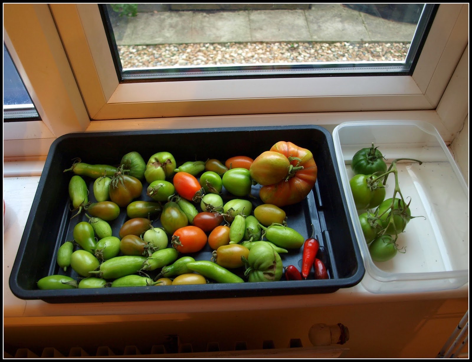 Mark's Veg Plot: Tomatoes ripening on the windowsill