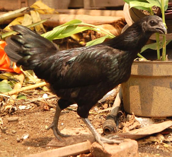 ayam cemani chicken, ayam cemani chickens, about ayam cemani chicken, ayam cemani chicken breed, ayam cemani chicken behavior, ayam cemani chicken breed info, ayam cemani chicken breed facts, ayam cemani chicken color, ayam cemani chicken characteristics, ayam cemani chicken care, caring ayam cemani chicken, ayam cemani chicken facts, ayam cemani chicken for meat, ayam cemani chicken eggs, ayam cemani chicken farms, ayam cemani chicken farming, ayam cemani chicken history, ayam cemani chicken info, ayam cemani chicken images, ayam cemani chicken meat, ayam cemani chicken origin, ayam cemani chicken pictures, ayam cemani chicken photos, ayam cemani chicken rearing, raising ayam cemani chicken, ayam cemani chicken size, ayam cemani chicken temperament, ayam cemani chicken uses, ayam cemani chicken weight