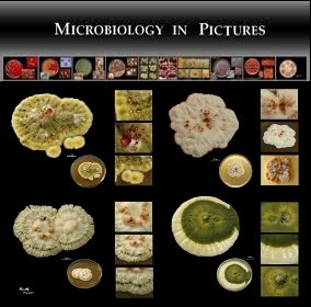 Microbiology In Pictures