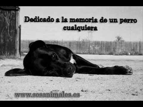 Dedicado a cualquier animal abandonado.