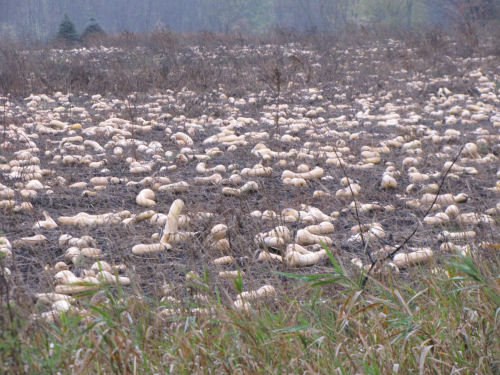 field of butternut squash