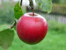 Buah Apel atau yang mempunyai Nama latin Malus domestica yang mana pada mulanya buah apel i Manfaat Dan Khasiat Buah Apel Untuk Kesehatan