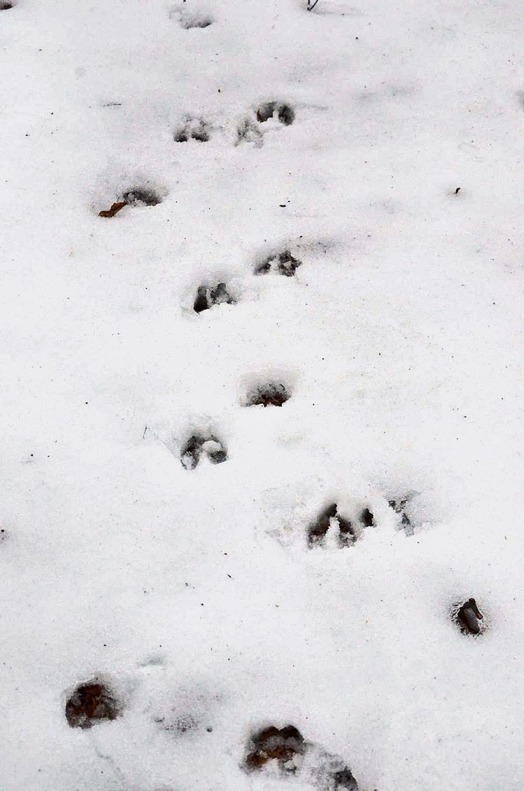 Avalonia eTrails Update on Babcock Ridge Acquisition