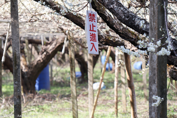 新社梅花隧道、小木屋鮭魚葡萄、梅花森林,台中賞梅花好去處 新社梅花隧道、小木屋鮭魚葡萄、梅花森林,台中賞梅花好去處