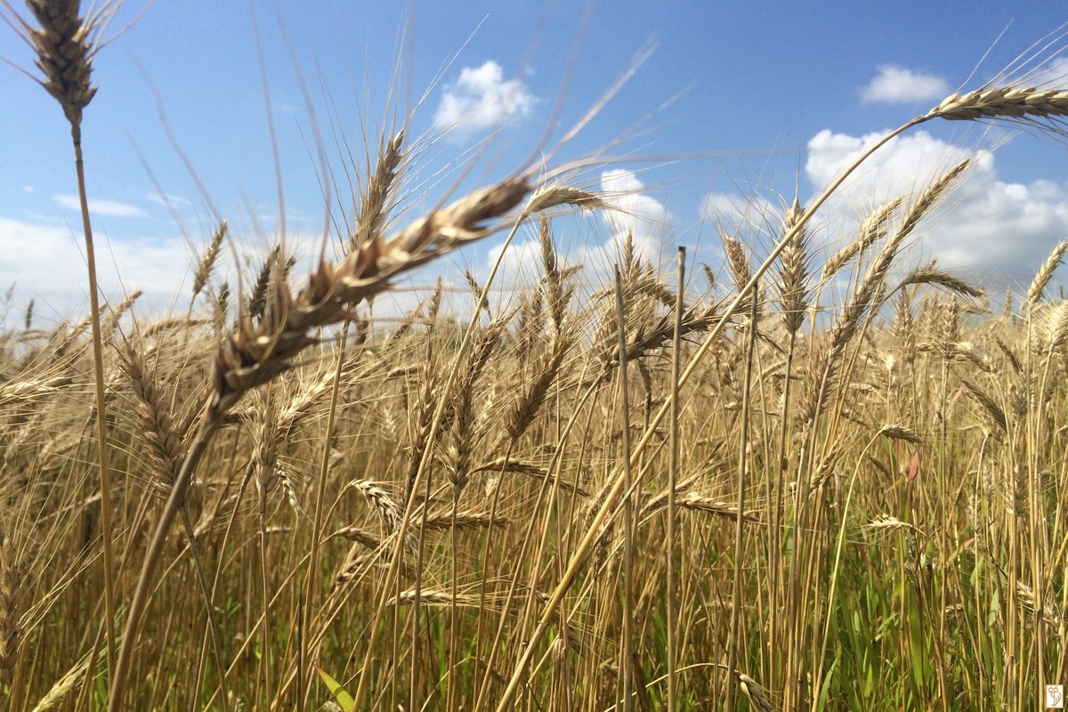 хлеба направо хлеба исполняли. хлеба направо песня. хлеба направо песня. хлеба направо песня. хлеба налево хлеба направо картинки.