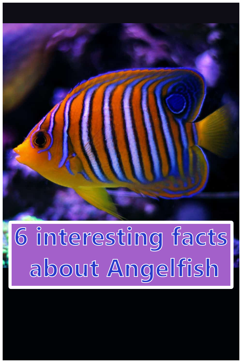6 Interesting facts about Angelfish The Buzz Land