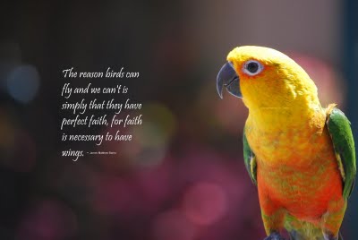 Funny Pictures Gallery: Birds quotes, larry bird quotes, bird quote