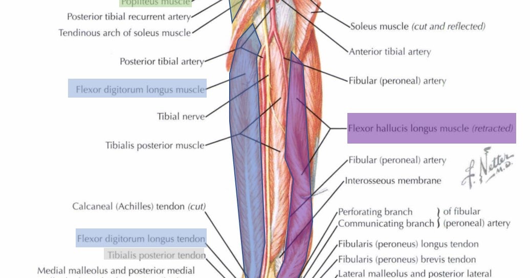 metabo's kuwento Muscles of Deep posterior compartment of lower leg