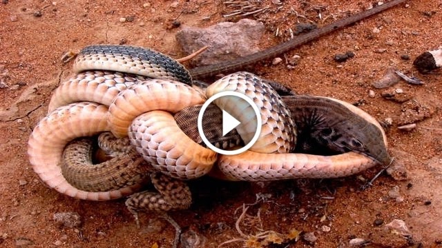 атака змеи. язык змеи. змея показать видео. лазающие полозы. покажи змей.