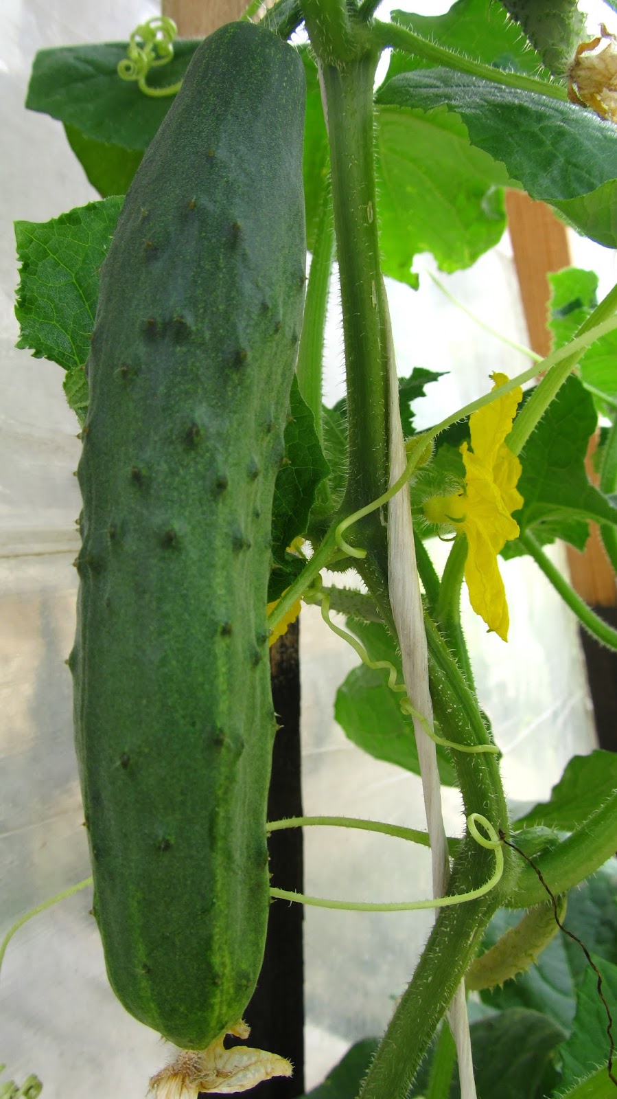 Болгария. От Сеново до...: Цветы и ягоды.