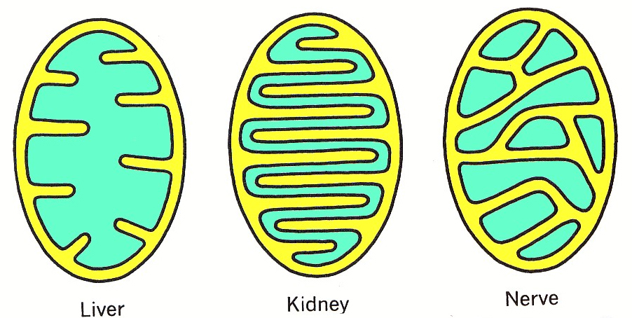 Struktur dan  Fungsi Organel  Mitokondria Penjelasan 