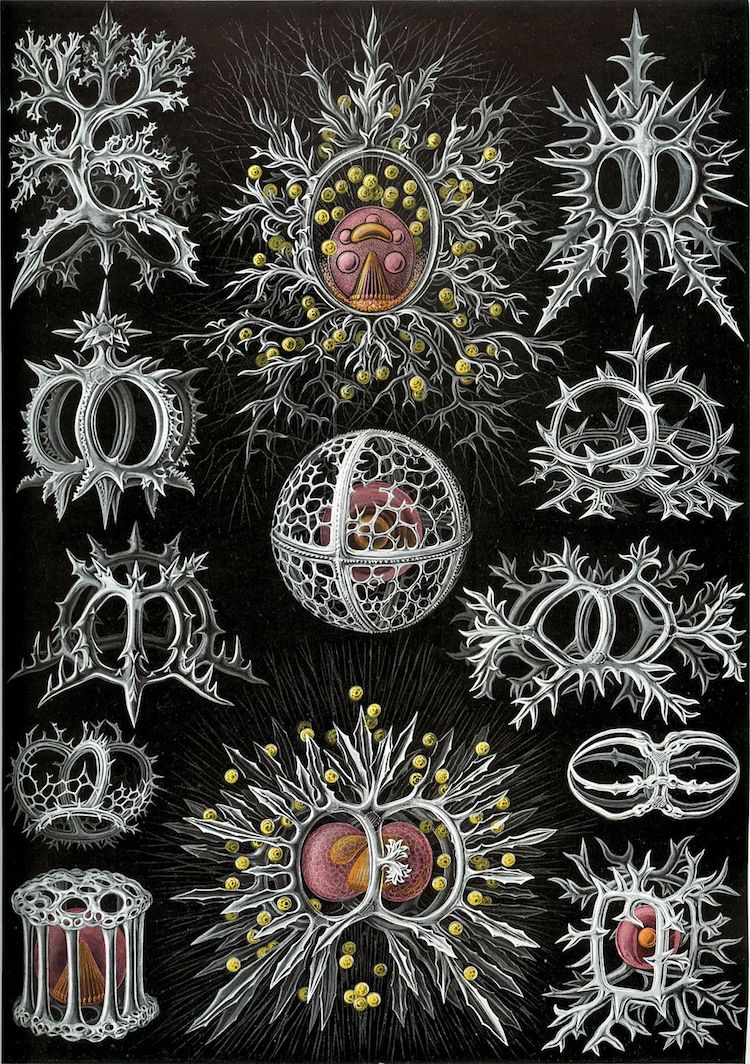 Scientist Illustrated His Microscopic Findings Before Macro Photography Existed