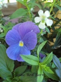 Blue pansy showing dark blue veins and soft white flower next to it