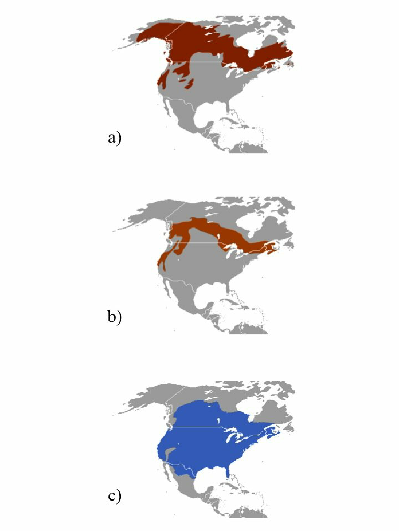 marten map from chermundy 2010a fisher map from chermundy 2010b striped skunk map from schroeter 2010 distribution data are from iucn red list marten map from chermundy 2010a fisher map from chermundy 2010b striped skunk map from schroeter 2010 distribution data are from iucn red list