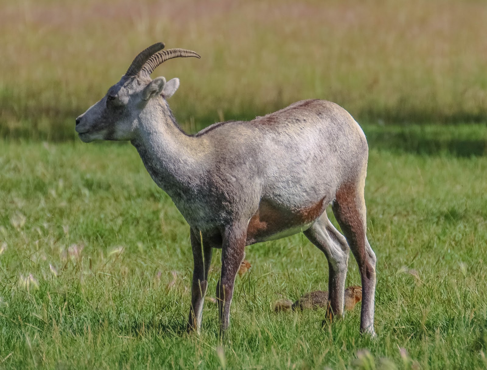 Cannundrums Stone Sheep