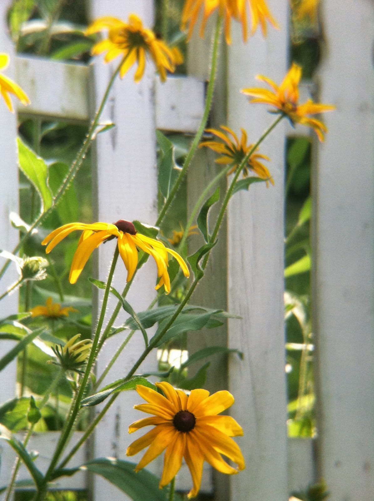 Green Garden Guru: Hard-scaping