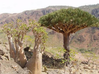 La extraña Isla de Socotra.