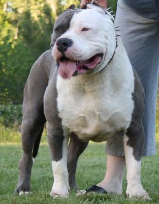 Bully Dogs For Sale In Va Bully Dogs For Sale In Va