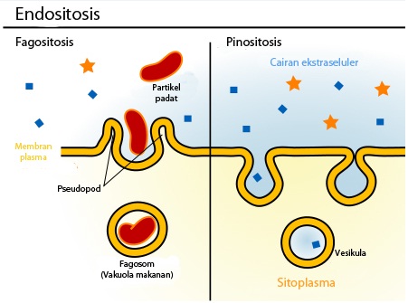 Contoh peristiwa endositosis