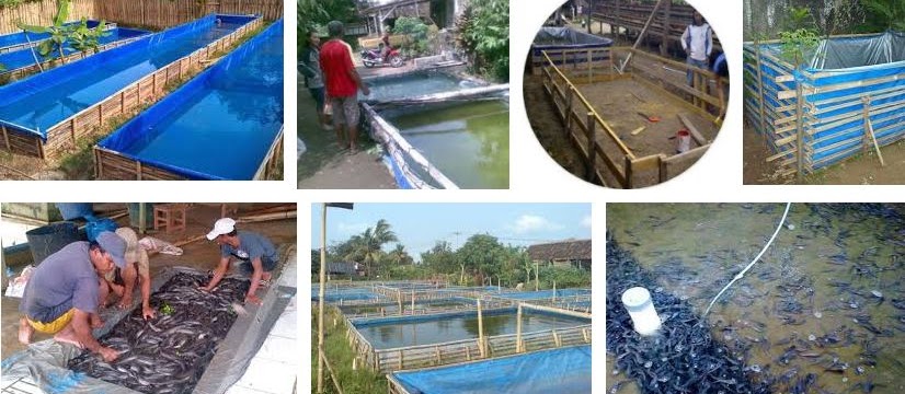 Usaha Ternak Lele Rumahan? Untung Atau Rugi? Berikut Ulasannya