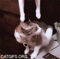 adorable gif of cats kissing Spidey & Mary Jane style