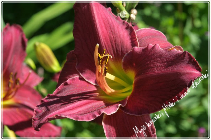 liliowce, odmiany liliowców,  lily varieties