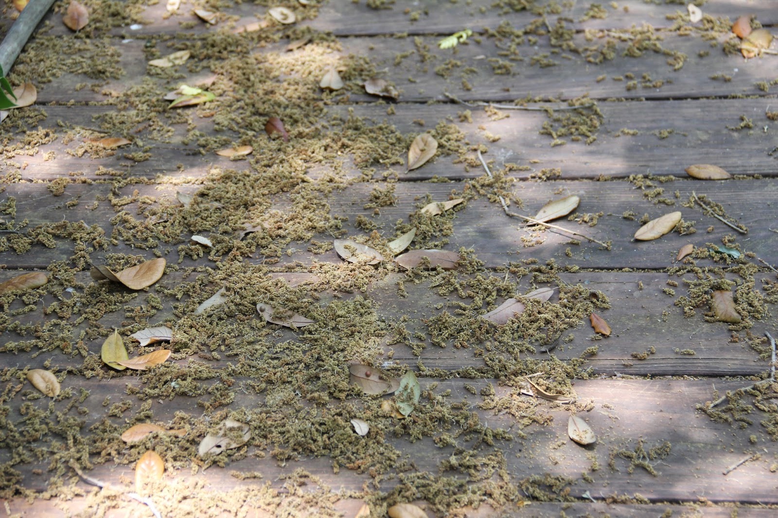 Small Simple Things of Life Nasty oak trees