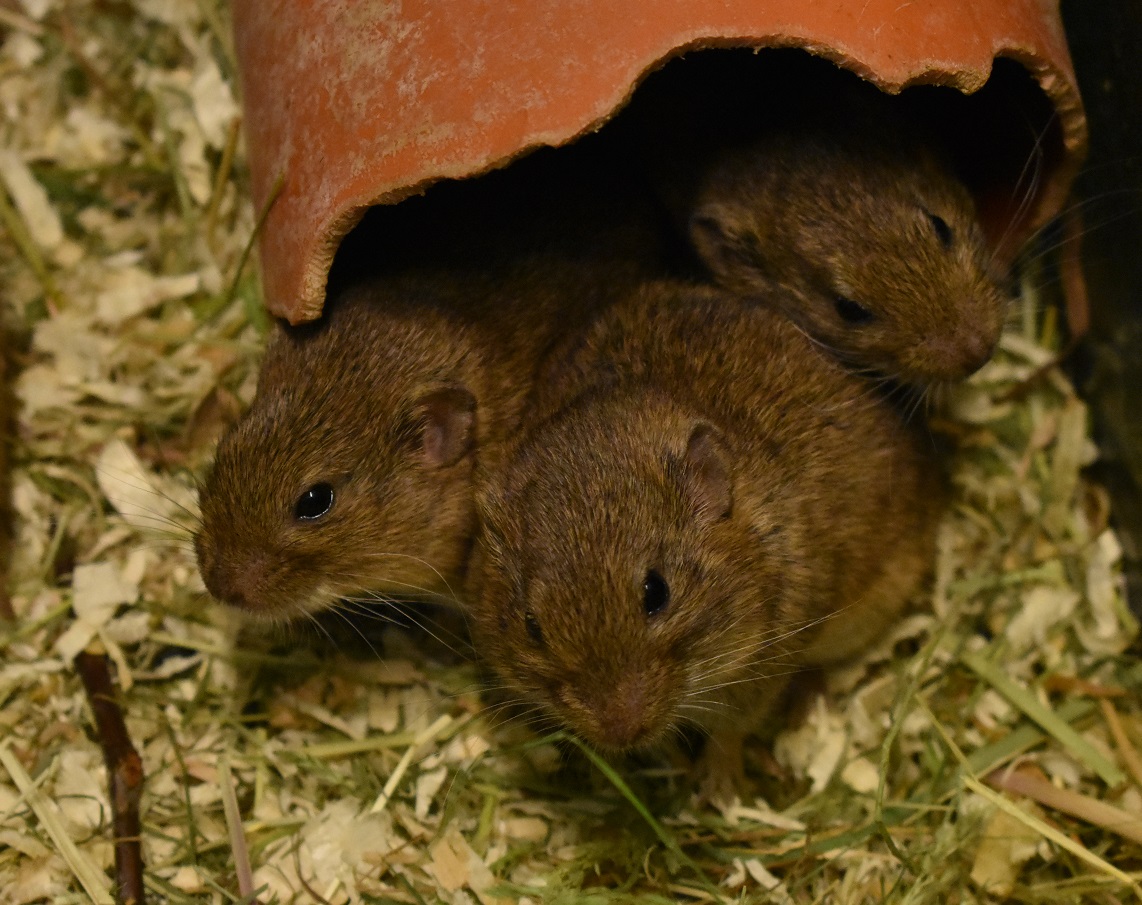 ZOOTOGRAFIANDO (6.100 ANIMALS) TOPILLO DE GUNTER / GUENTHER´S VOLE