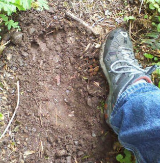 Bigfoot tracks found in WA