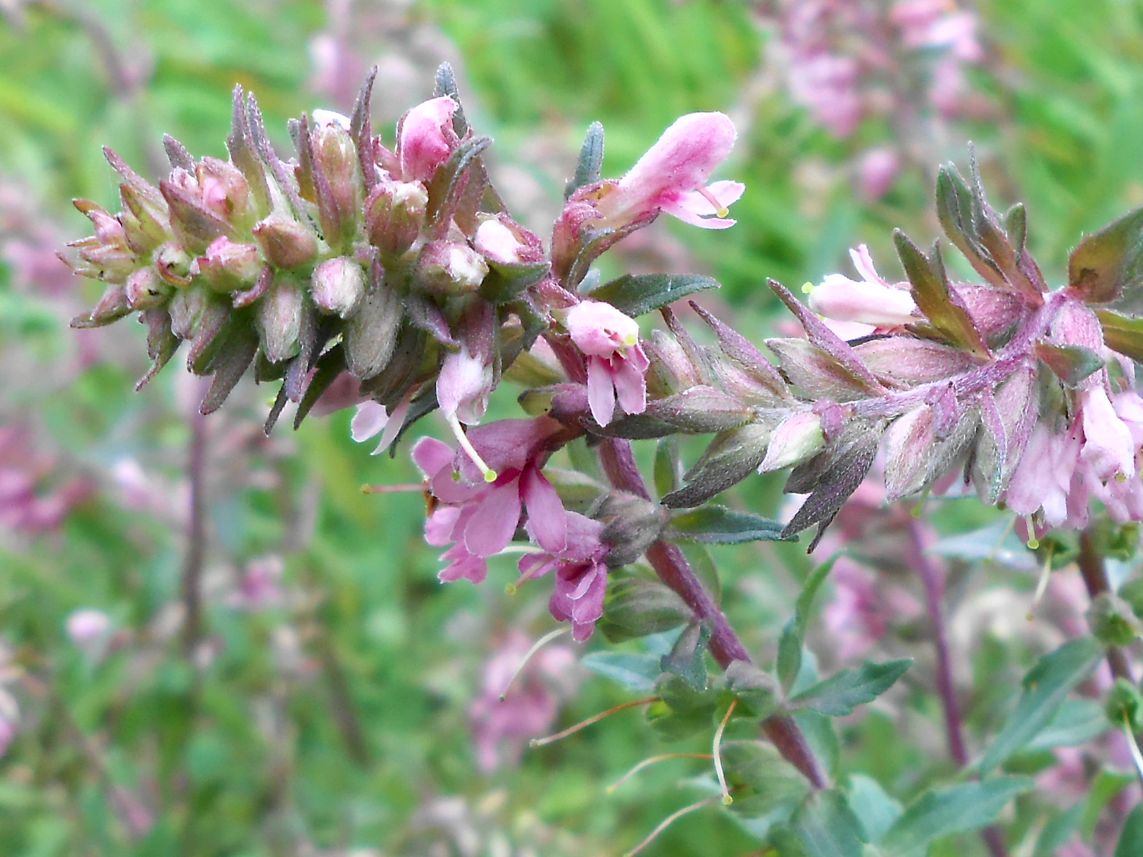 растение встречающееся. растение встречающееся. акорус вариегата. вербейник златовласка. дерновинно-злаковая прерия.