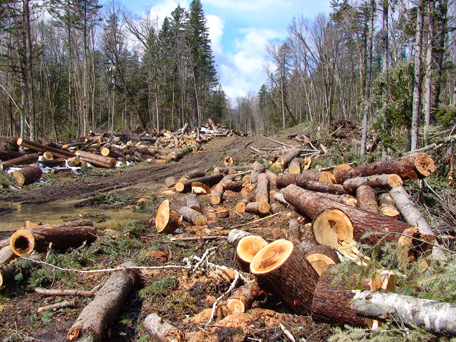 Agar hutan tidak gundul maka jika menebang hutan dengan sistem