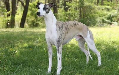 Whippet - animals That Start with letter W Whippet - animals That Start with letter W