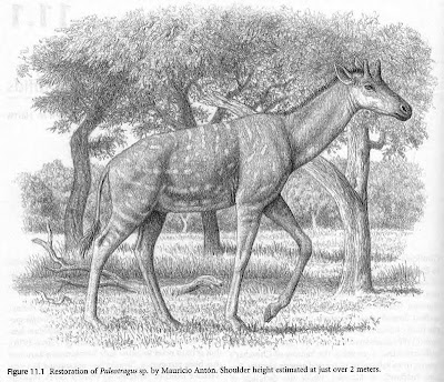 girafas extintas Palaeotragus