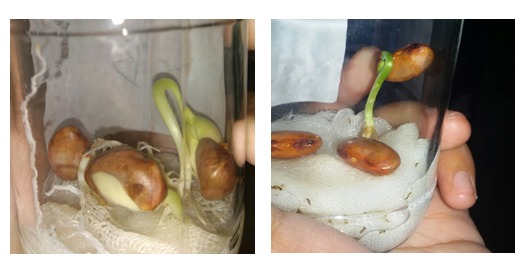 Laporan Percobaan Pertumbuhan dan Perkembangan Tumbuhan