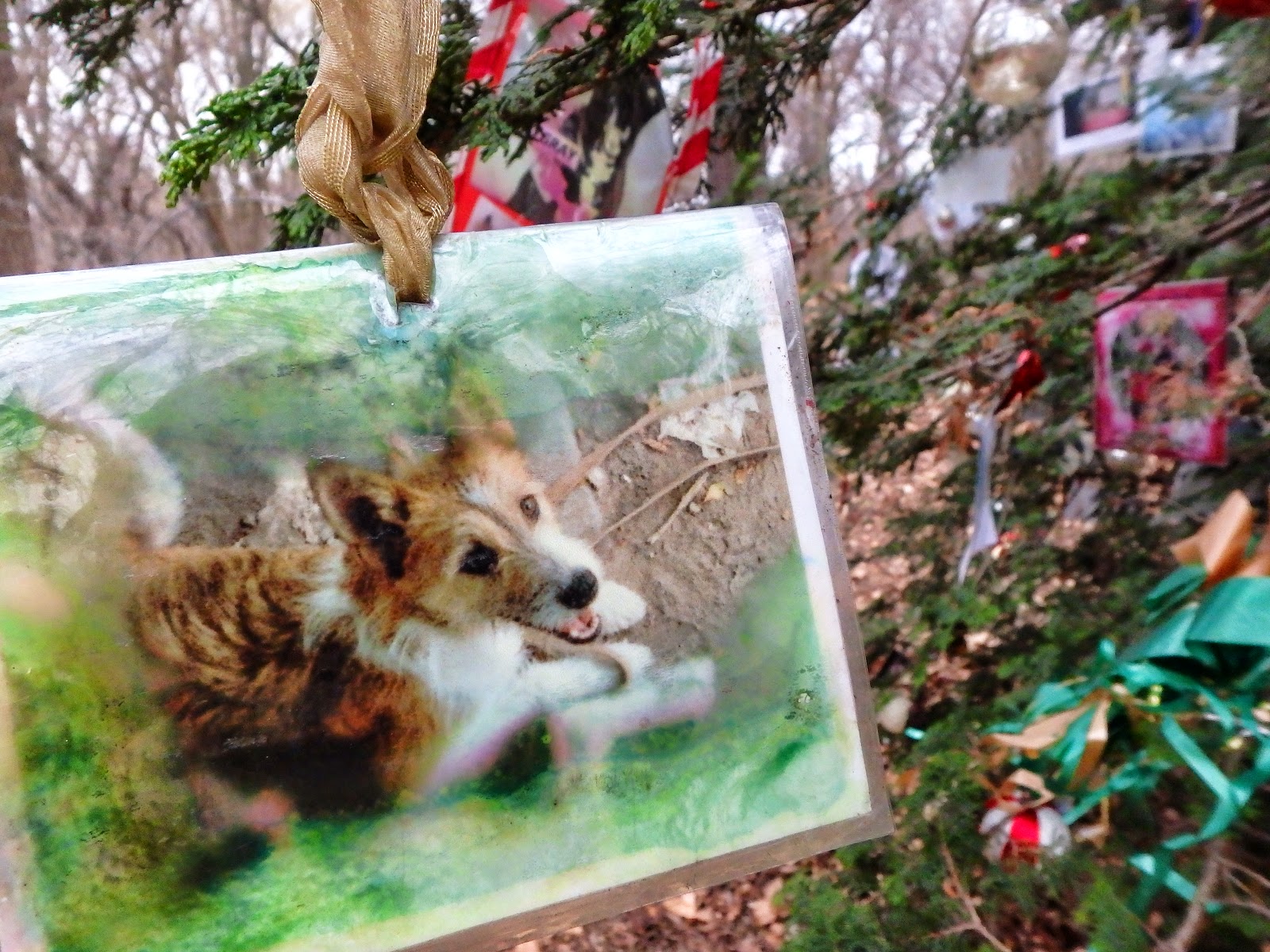 The Hidden Christmas Tree of Central Park