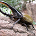 Descubra o besouro hércules: o inseto mais forte do mundo!