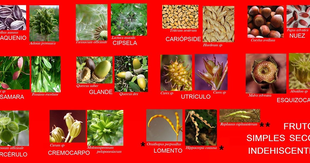 FLORA DE PIRINEOS Frutos simples secos indehiscentes
