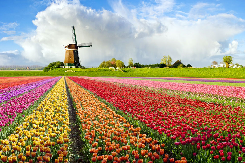 Best Places to See Tulips in The Netherlands