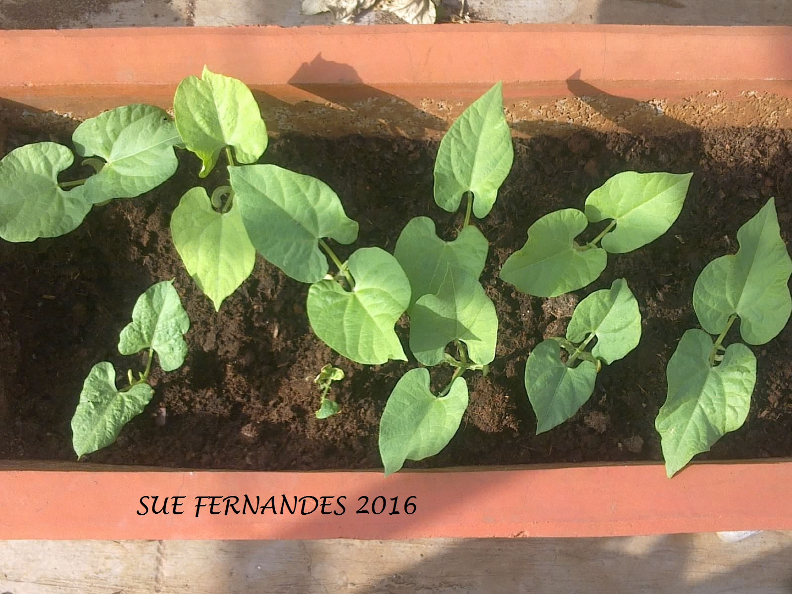 Plants Growing In My Potted Garden. How To Grow Green Bush Beans/Dwarf