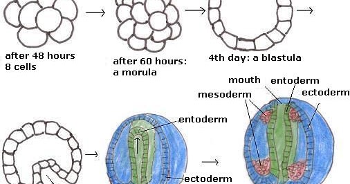 3 Tahapan Perkembangan Embrio (Morula , Blastula, dan Gastrula)