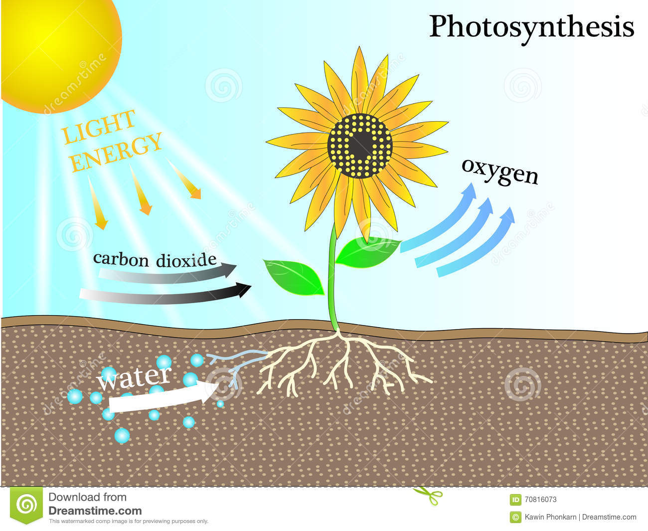fotosíntesis 3