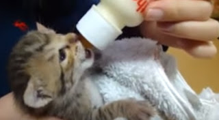 pemberian susu botol untuk anak kucing yang baru lahir