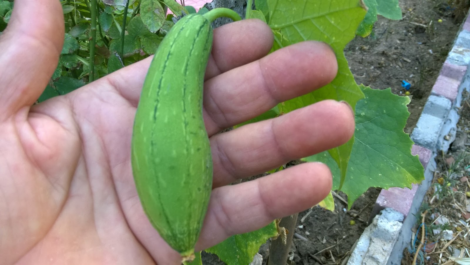 How To Grow Luffa Sponge