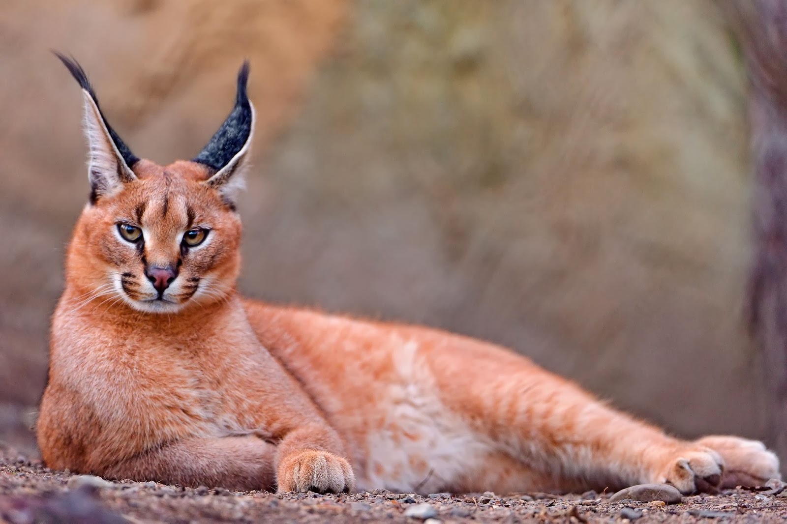The Caracal Animals Facts Information & Latest Pictures Animals Lover