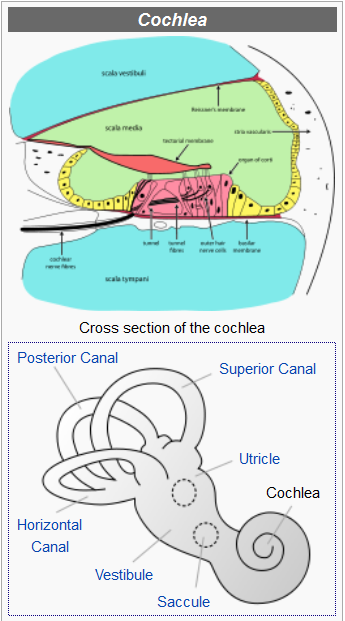 Kamus Istilah Biologi: Cochlea (Koklea atau rumah siput)