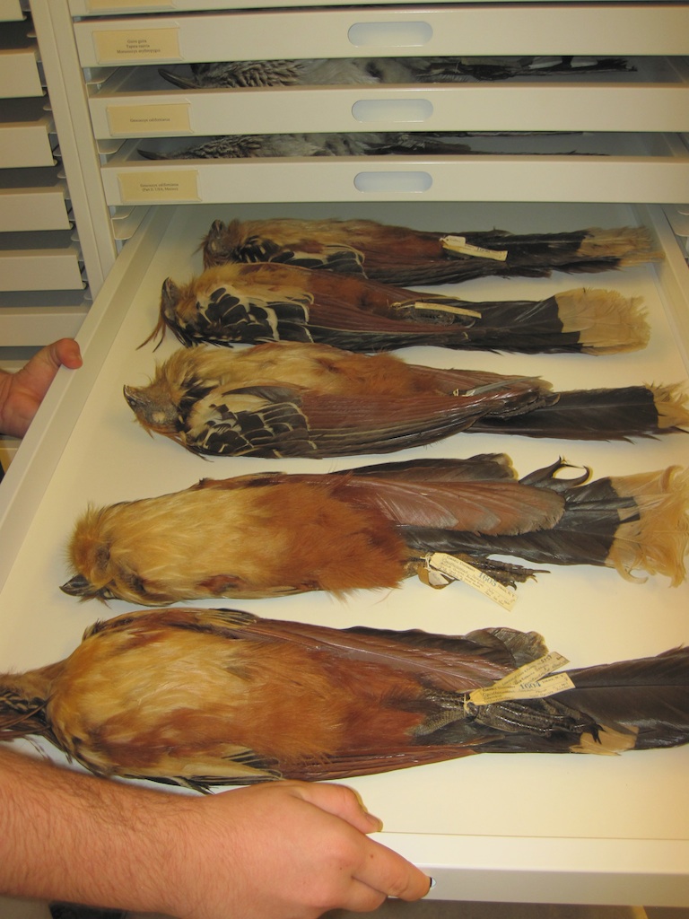 SuchnSuch Bird Blog Cornell Young Birders' Event July 1922