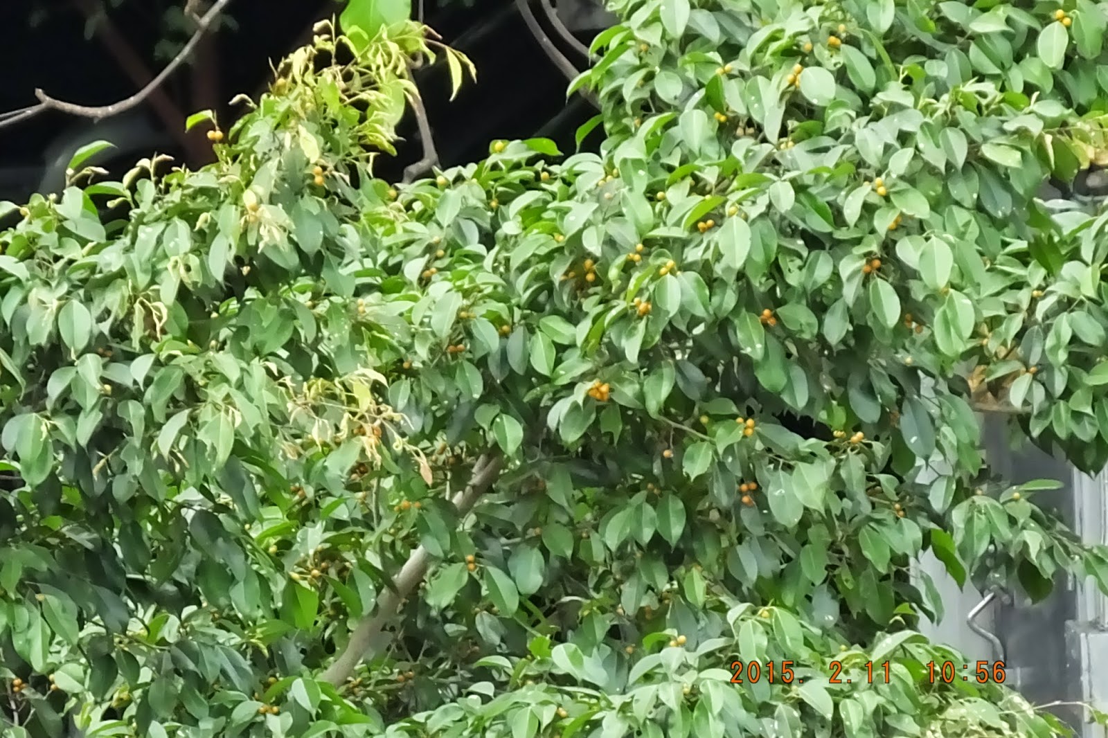Photography with Dr. Ernie. Unknown ficus with yellow berries.