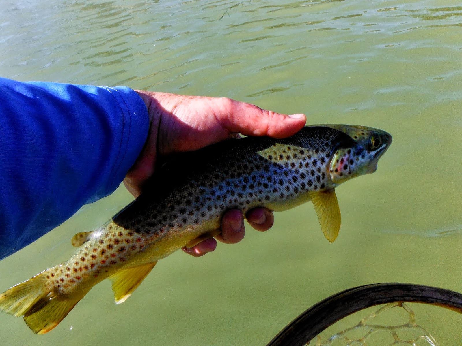 Jamie's Fly Fishing Journal Arkansas River (Pueblo)