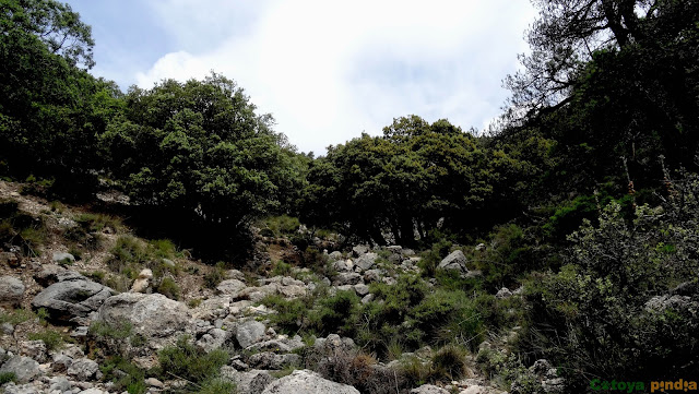 Subida lineal al Pico Atalaya, "techo de Albacete" en la Sierra de las Cabras.